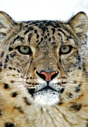 Snow leopard in the snow