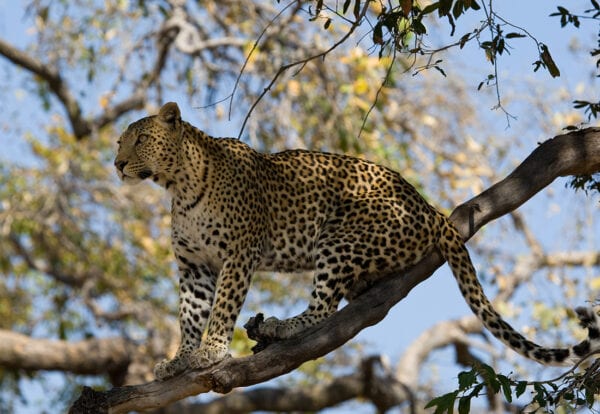 Leopard on a tree