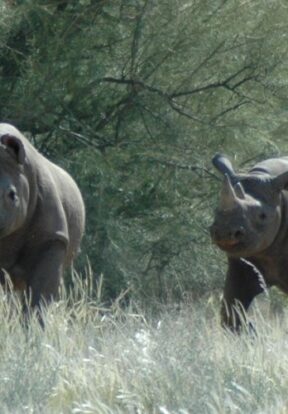 A black rhino cow and calf in the Kunene Region in Namibia