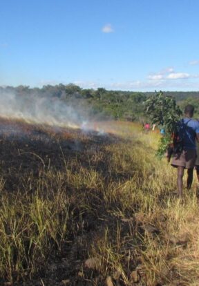 Creating burnt firebreaks to protect the forest.