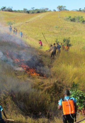 Creating burnt firebreaks to protect the forest