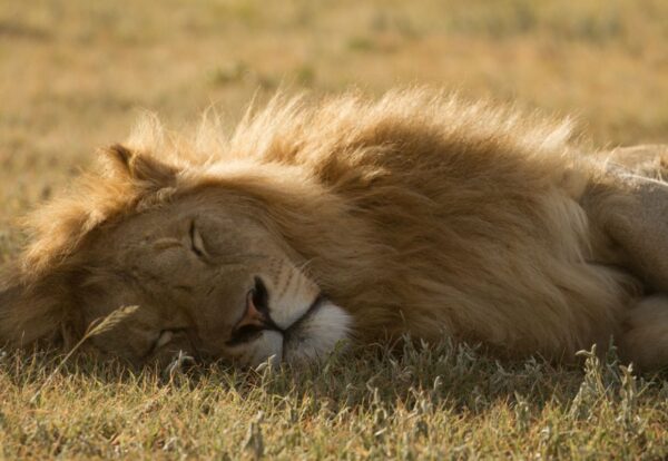 Lion sleeping