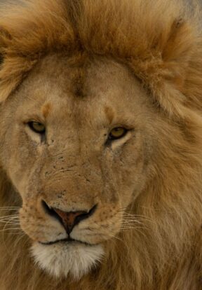 Lion looking directly at camera