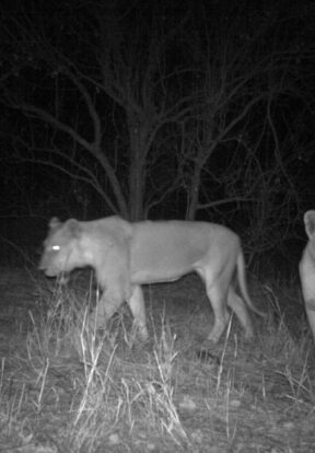 Lionesses captured by a camera trap