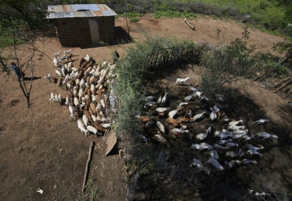 livestock enter a living wall