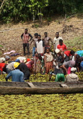 2019B 022 Salvinia mecanical removal in lake Ossa