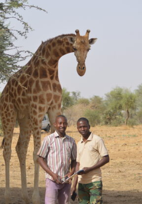 West African giraffe with AVEN and government staff©GCF 1 1