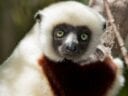 Coquerel's sifaka in Madafgascar