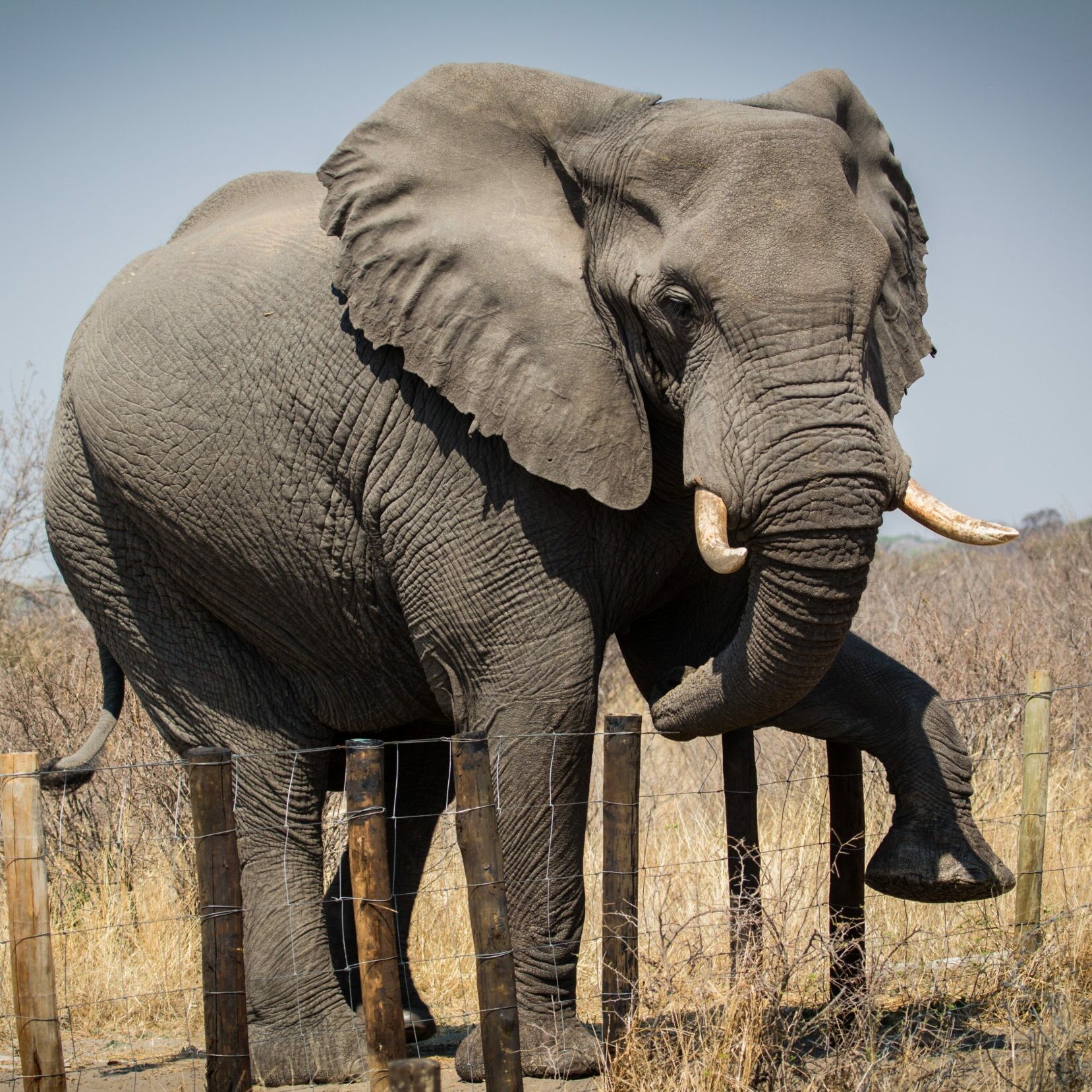 Elephant crossing human-made barrier