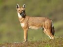 Ethiopian wolf in the plains of Ethiopia