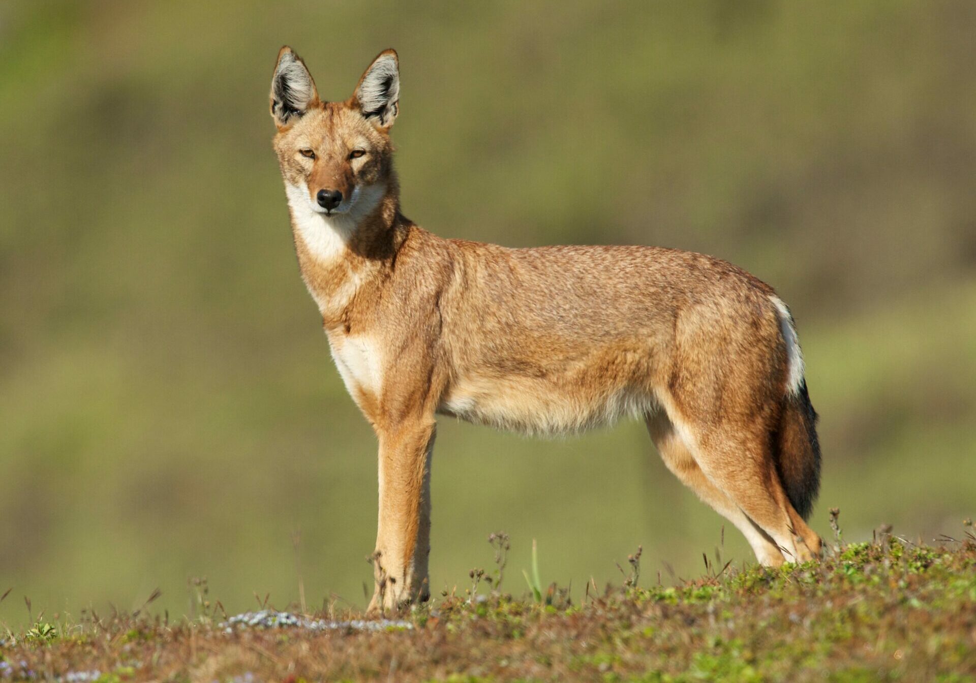 SOS African Wildlife 1 Ethiopian wolf in the plains of Ethiopia