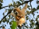 Female gibbon with her baby hanging from a tree in Cambodia