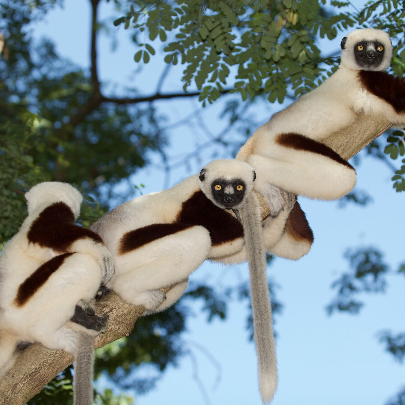 Three sifaka lemurs on a branch