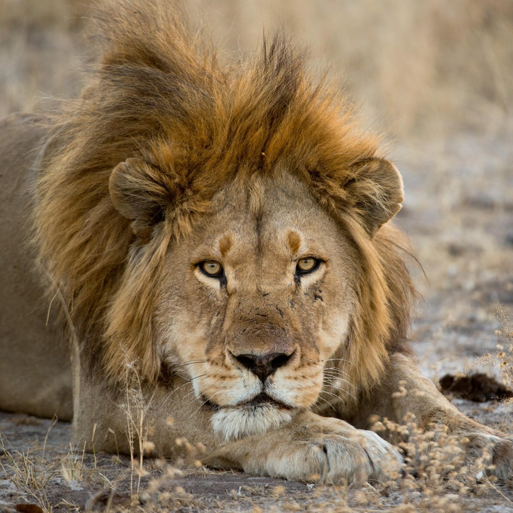 Lion resting in the wild