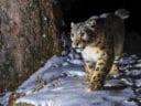 SOS Central Asia 2 Snow leopard captured in the snow by a camera trap