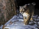 Snow leopard captured in the snow by a camera trap