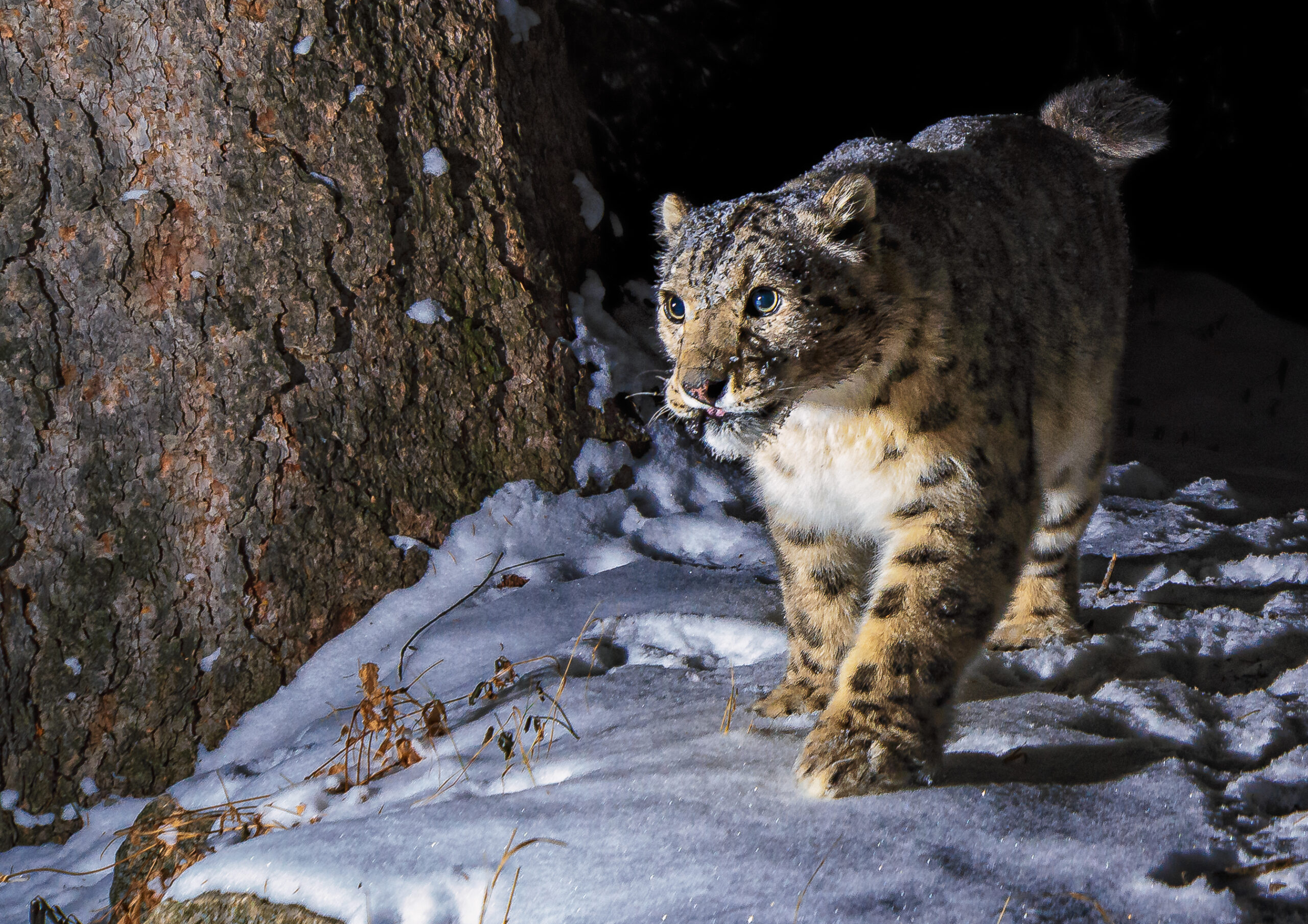 Snow leopard captured in the snow by a camera trap