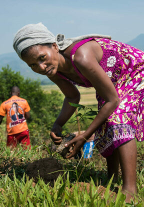 Woman planting a tree in Africa