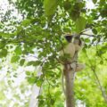 Golden-crowned Sifaka sitting in tree