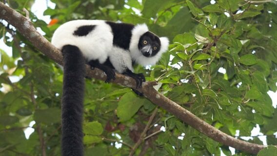 Ruffed Lemur