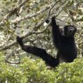 Indri in Anjozorobe Angavo