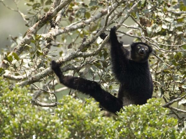 Indri in Anjozorobe Angavo