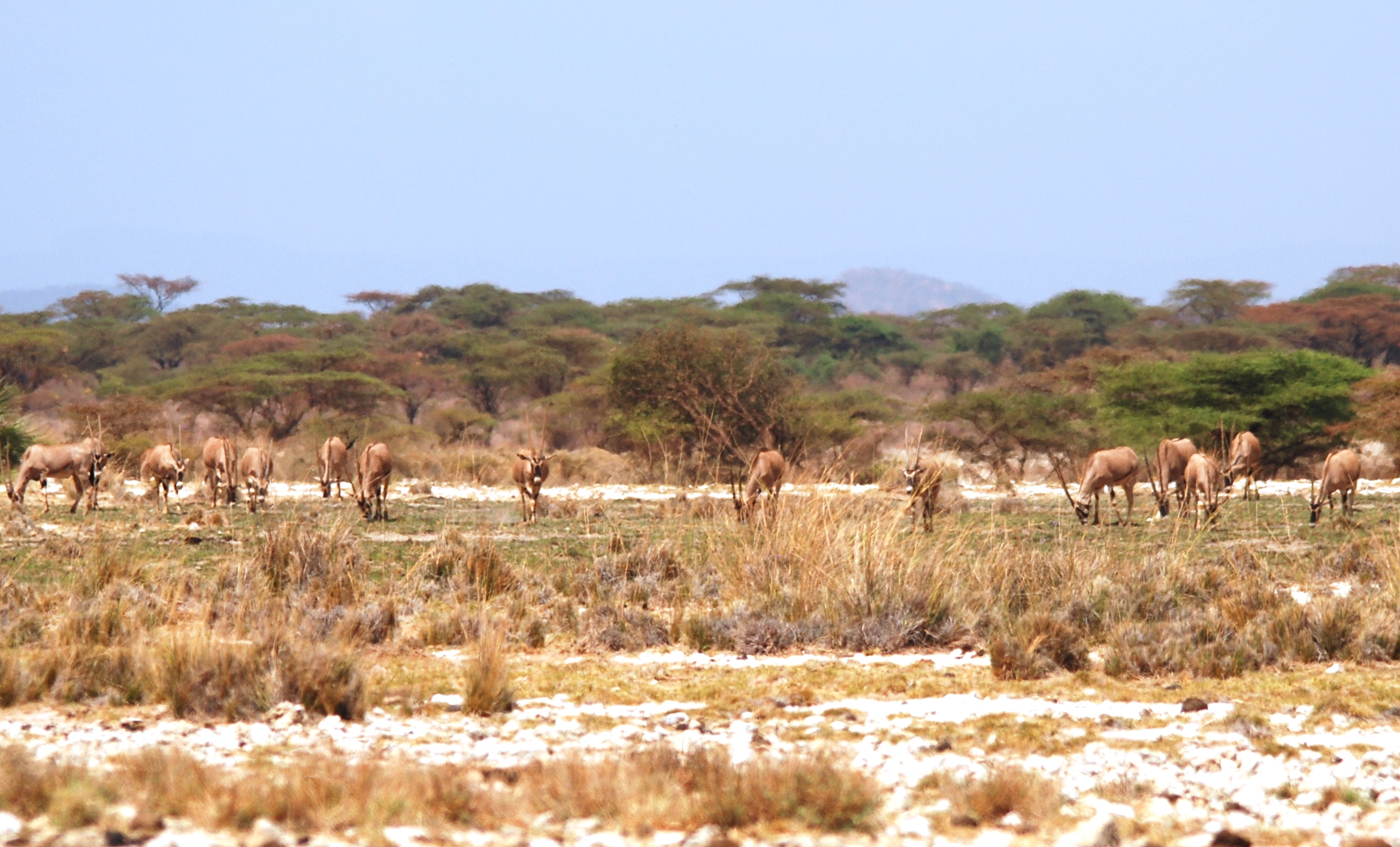 Ensuring Anti-Poaching Operations in Kenya 2 Beisa oryx in Kenya