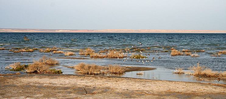 Surveying 3 potential important bird areas