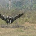 Strengthening safe zones for vultures