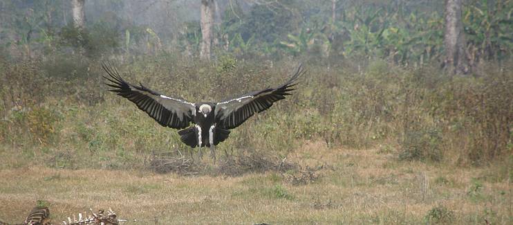 Strengthening safe zones for vultures