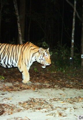 SMART was piloted with tiger conservation and has since been deployed across many situations, landscapes and target species