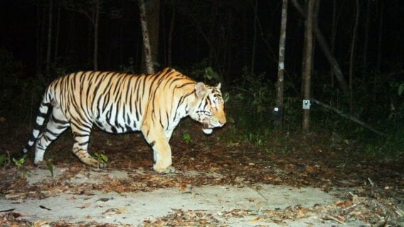 SMART was piloted with tiger conservation and has since been deployed across many situations