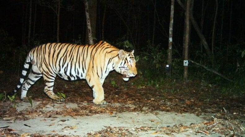 SMART was piloted with tiger conservation and has since been deployed across many situations