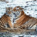 Two tigers in the snow