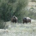 Two rhinos