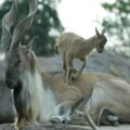 Community-based conservation of Markhor in the tribal areas of Gilgit-Baltistan