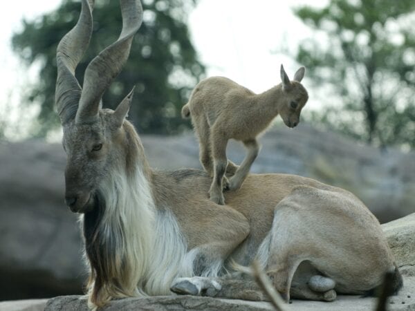 Community-based conservation of Markhor in the tribal areas of Gilgit-Baltistan