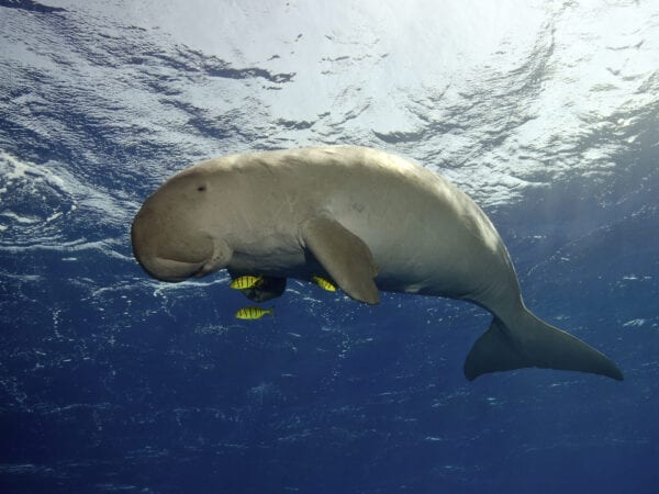 Dugong emergency protection project