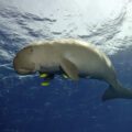 Dugong emergency protection project