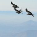 Restoration of the California Condor to Baja California