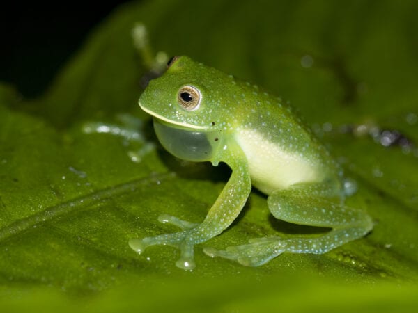 Conservation of Endangered Species in the Chocó Biogeographic Zone: Integrating habitat management