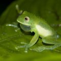 Conservation of Endangered Species in the Chocó Biogeographic Zone: Integrating habitat management