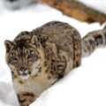 Snow Leopard in the snow