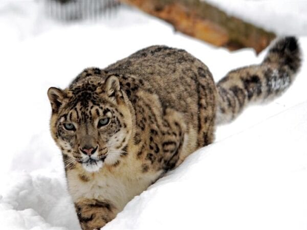 Snow Leopard in the snow