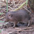 Baby Pygmy Hog