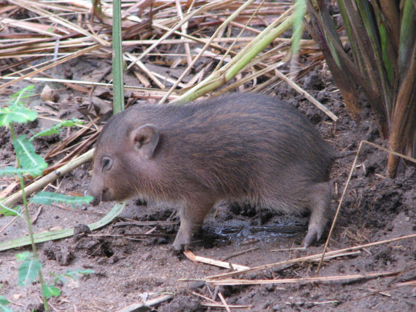 Baby Pygmy Hog