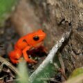 Last Chance to Save the Golden Mantella Frog