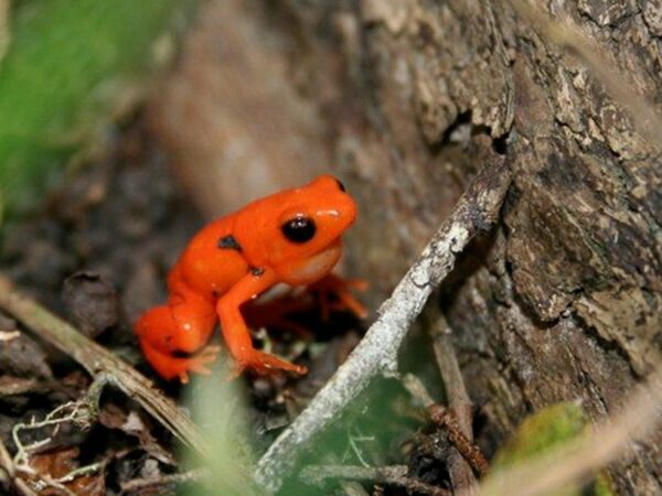 Last Chance to Save the Golden Mantella Frog