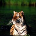 Tiger bathing