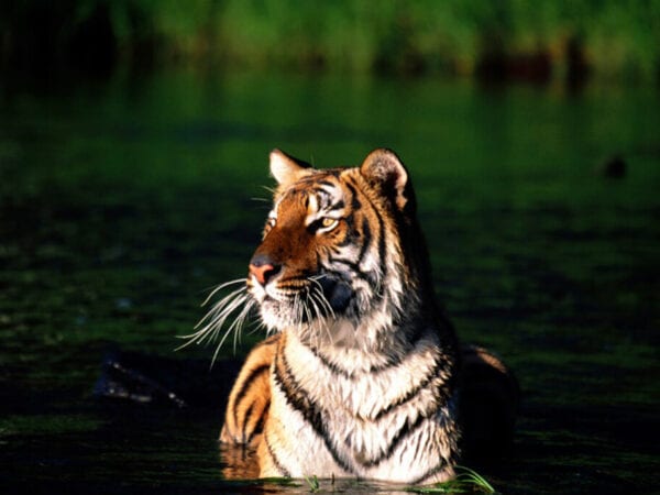 Tiger bathing